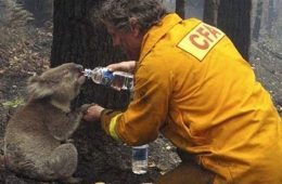 Water for Khoala in forest fire copy