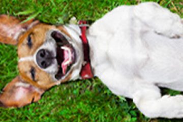 funny dog copy