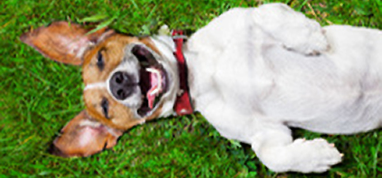 funny dog copy